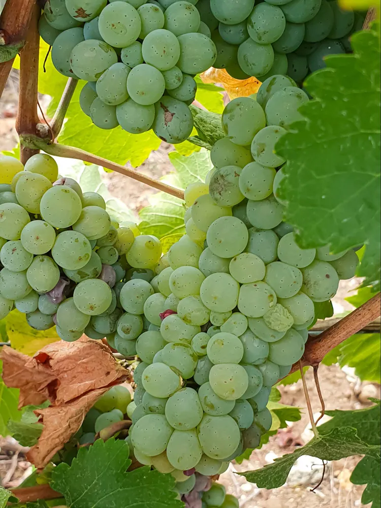 Chenin Blanc grapes in Montlouis-sur-Loire (Photo: Anna Phillipova, credit: Domaine Thet)