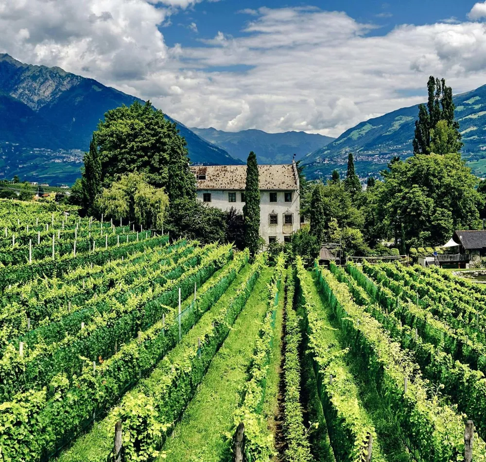 Vineyard in Alto Adige (Photo: Marcus Ganahl, Unsplash)