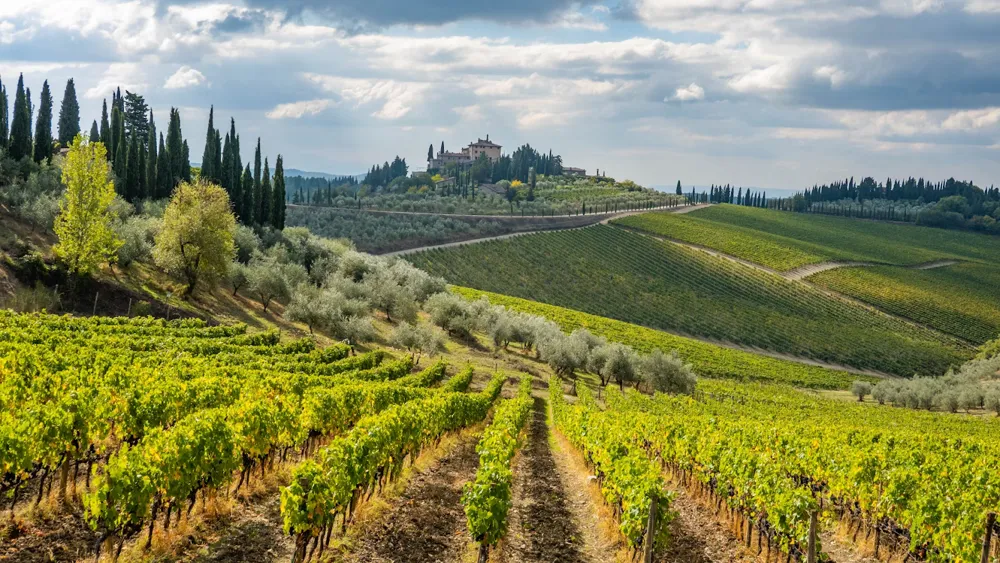 Vineyard and landscape in Radda in Chianti (Photo: Rich Martello, Unsplash)