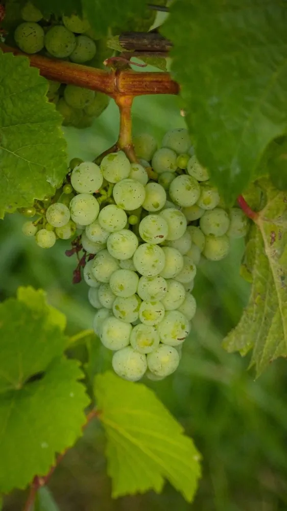 Riesling is a winter hardy variety with high sugar and acidity, perfect for ice wine. (Photo by<a href="https://unsplash.com/s/photos/Luca-J"> Luca J</a> on <a href="https://unsplash.com/">unsplash</a>)