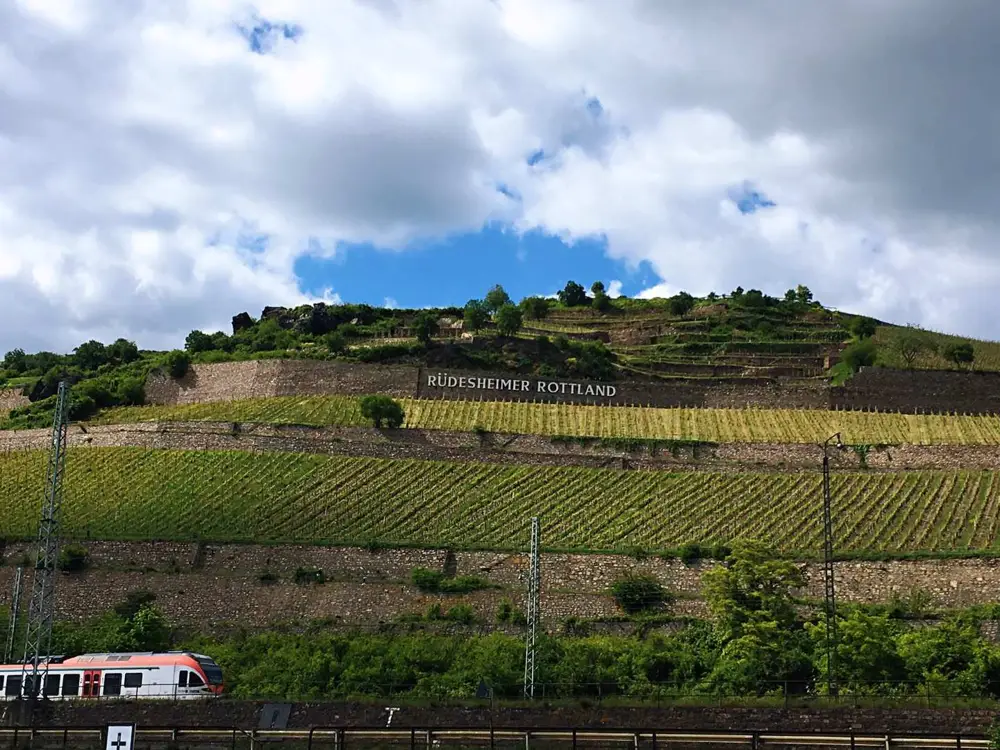 Vineyards on the slopes in Rheingau wine region, Germany (Photo: Sylvia Ba)