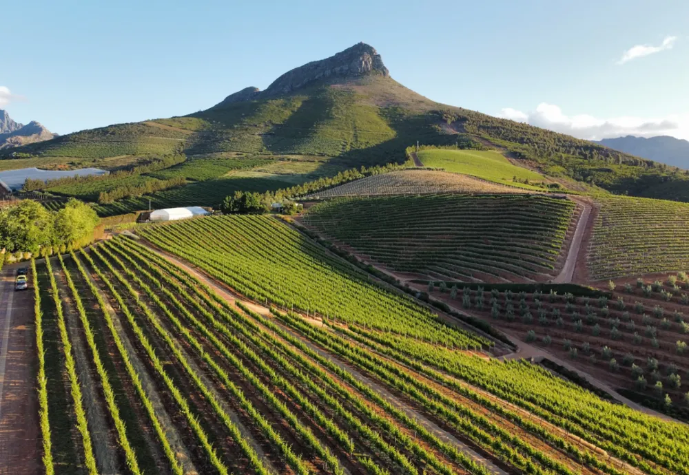 Stellenbosch vineyard landscape (Photo: Nenad Gataric, Unsplash.com)