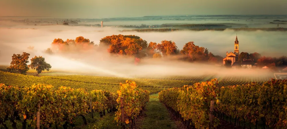 Morning fogs are a key element in producing Sauternes. (Credit: FreeProd/stock.adobe.com)