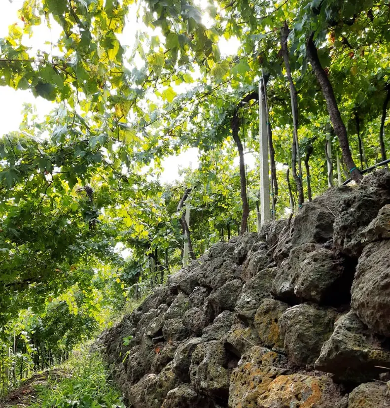 The ancient “Le Batistelle” vineyard in Soave Classico (Credit: Le Batistelle Instagram)