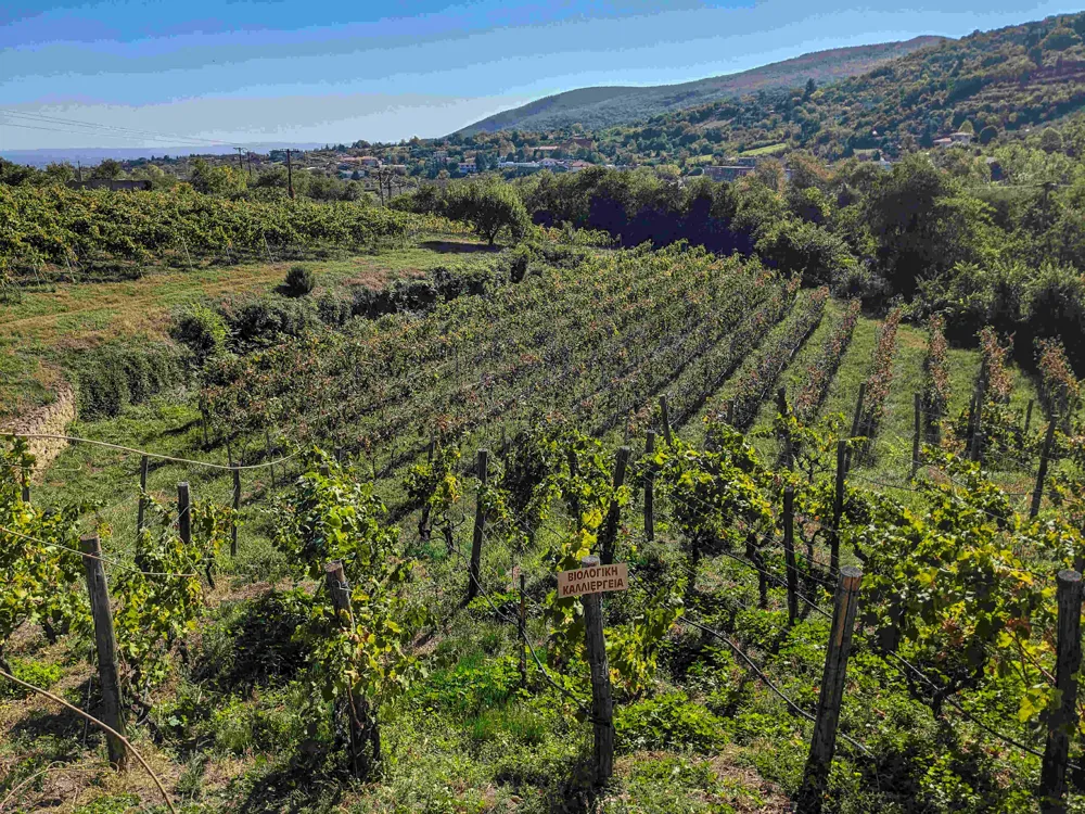 Organic vineyard in Naoussa, Greece (Photo: Sylvia Ba)
