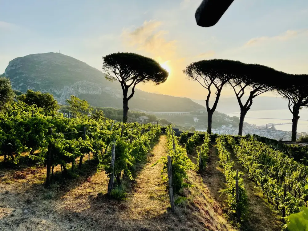 The vineyards of Campania - influenced by the volcano and the sea (Credit: Le Vigne Diraito)