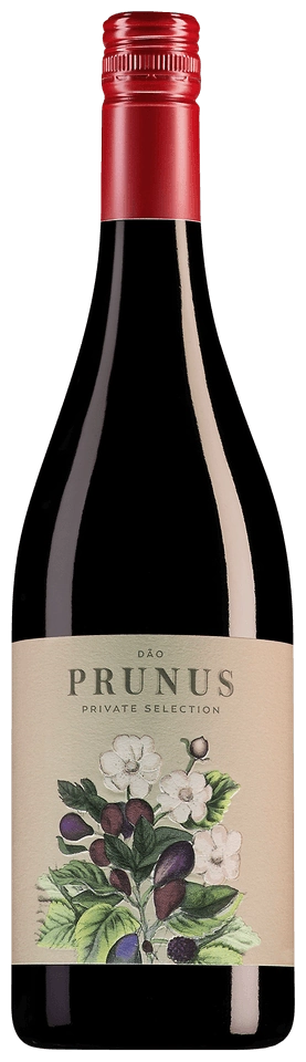 Prunus Private Selection Tinto