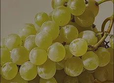 White Grape Varieties