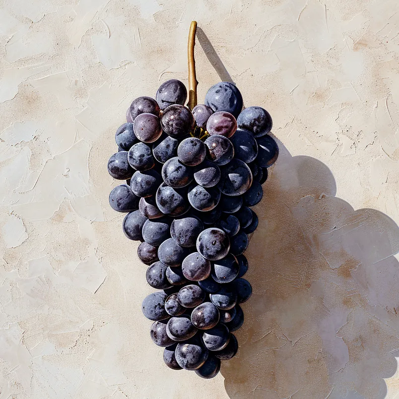 Fresh Krassato grapes on the vine