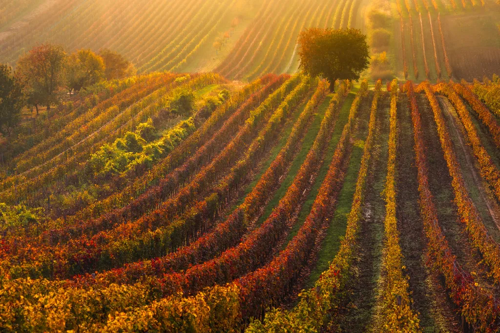 Beautiful landscape of France wine region