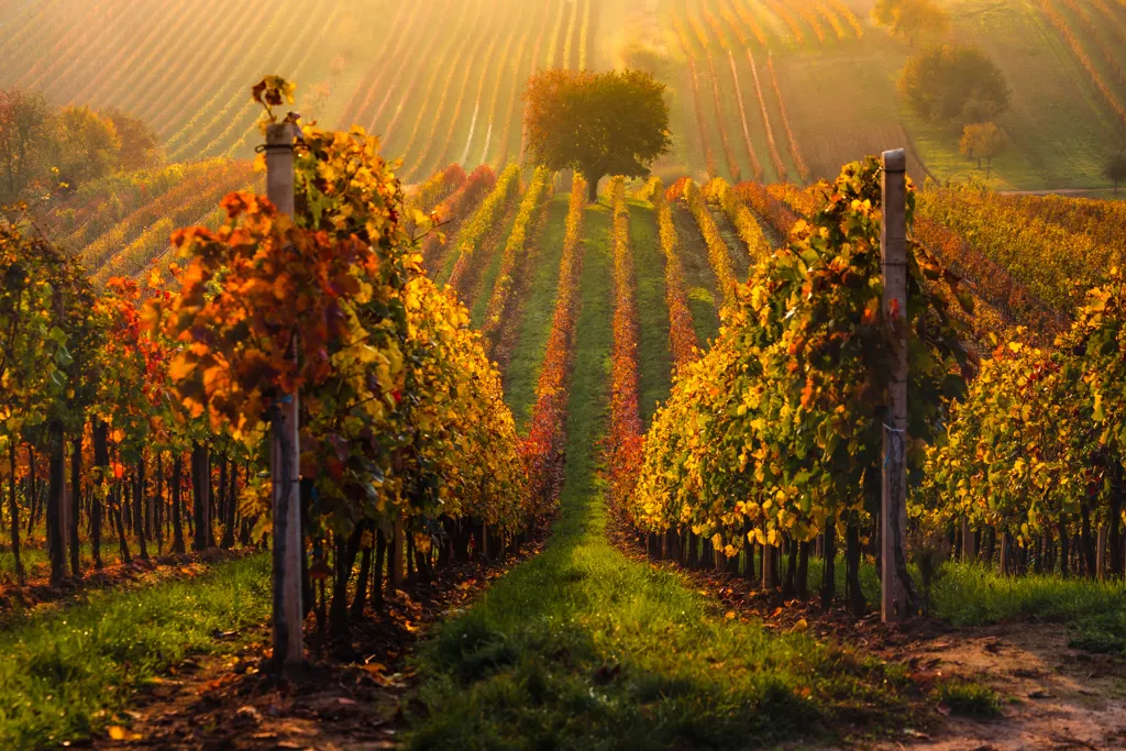 Beautiful landscape of Rheinhessen wine region