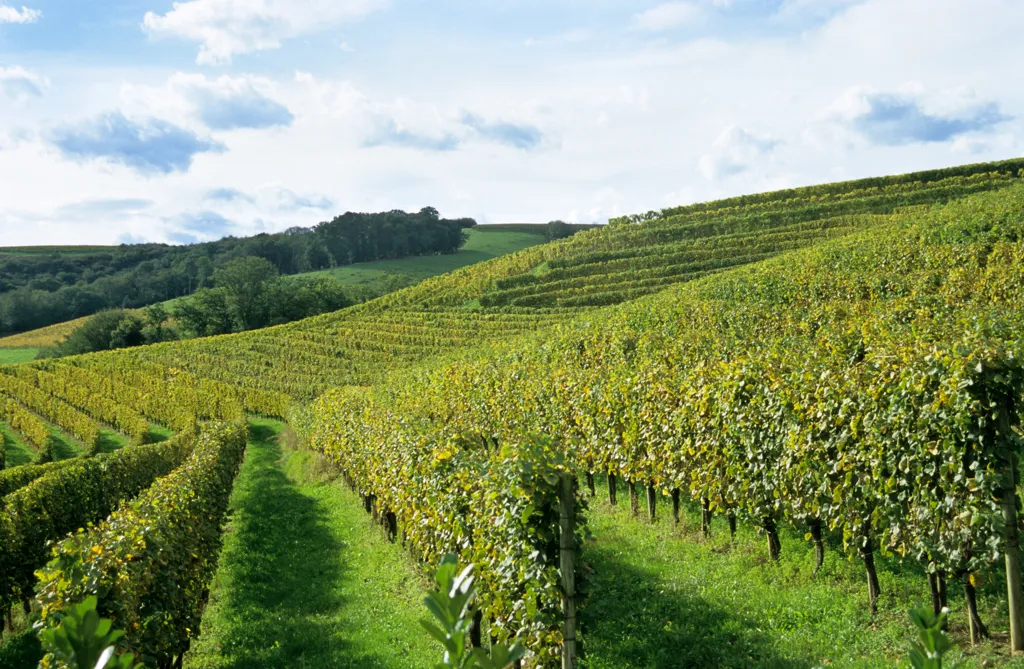 Beautiful landscape of Overberg wine region