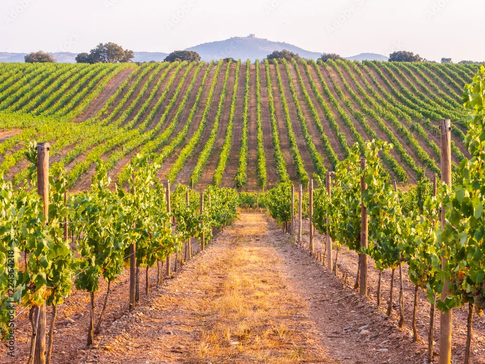 Beautiful landscape of Central Valley wine region