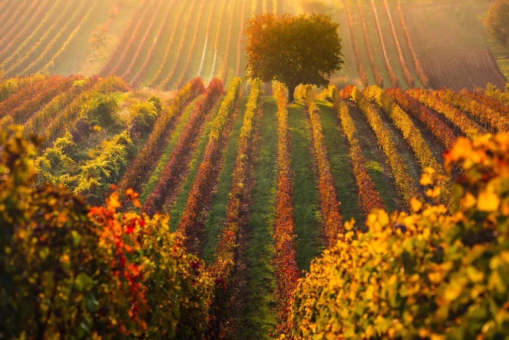Beautiful landscape of  wine region