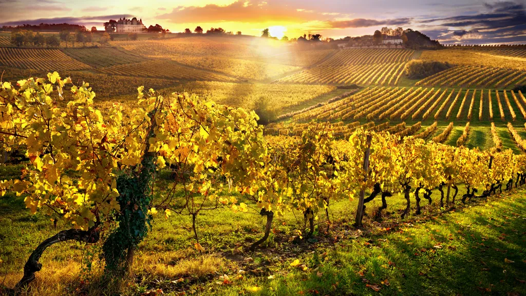Beautiful landscape of Marlborough wine region