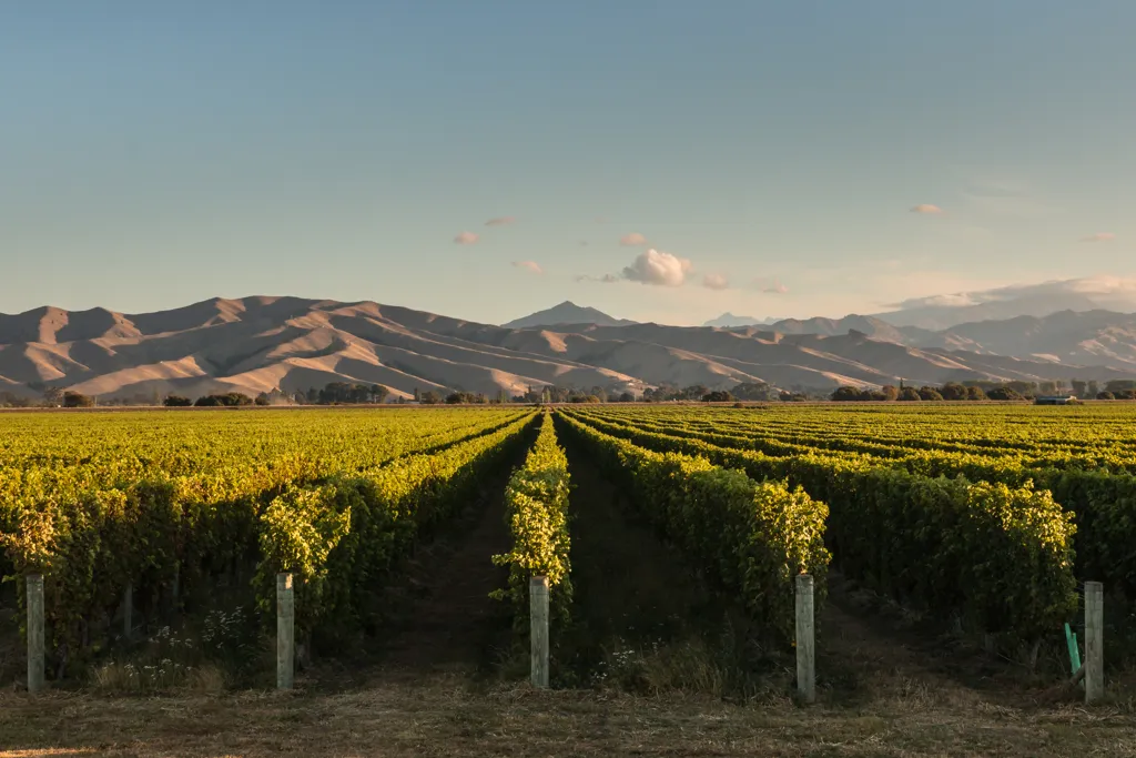 Beautiful landscape of California wine region