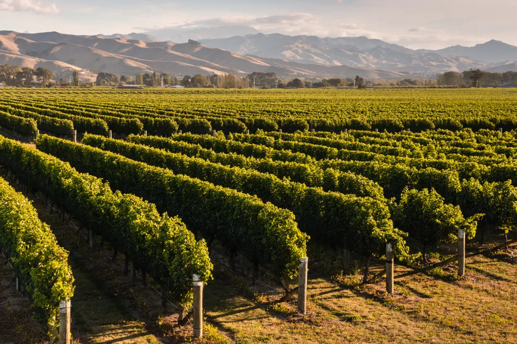 Beautiful landscape of Barossa Valley wine region