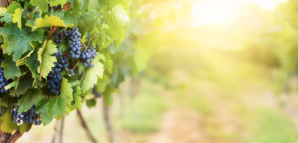Beautiful landscape of Emilia-Romagna wine region