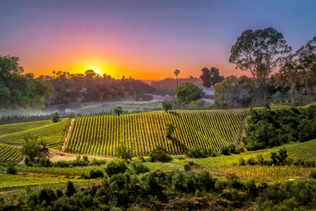 Beautiful landscape of  wine region