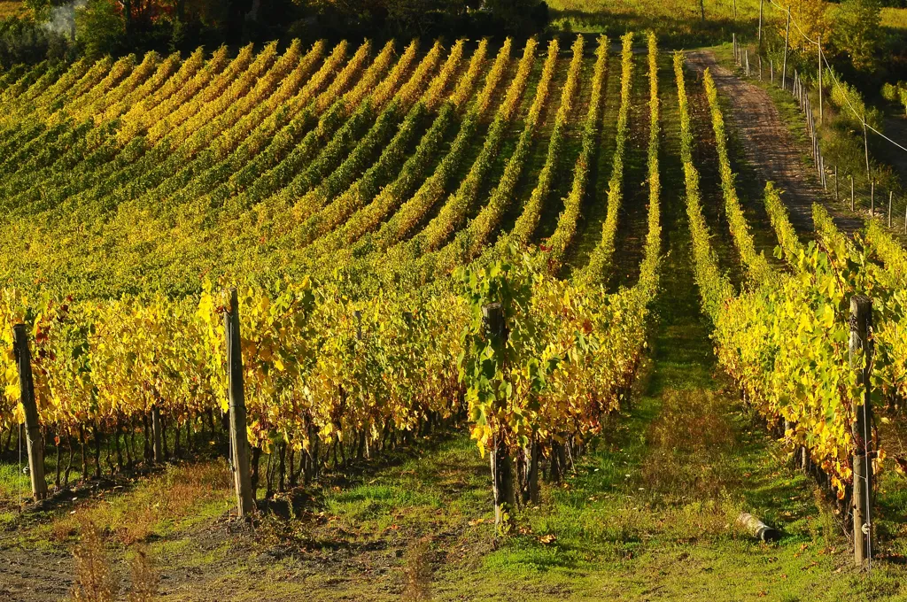Beautiful landscape of Puglia wine region