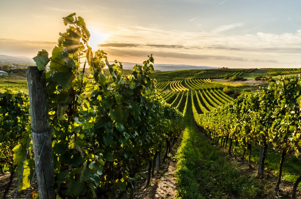 Beautiful landscape of Champagne wine region