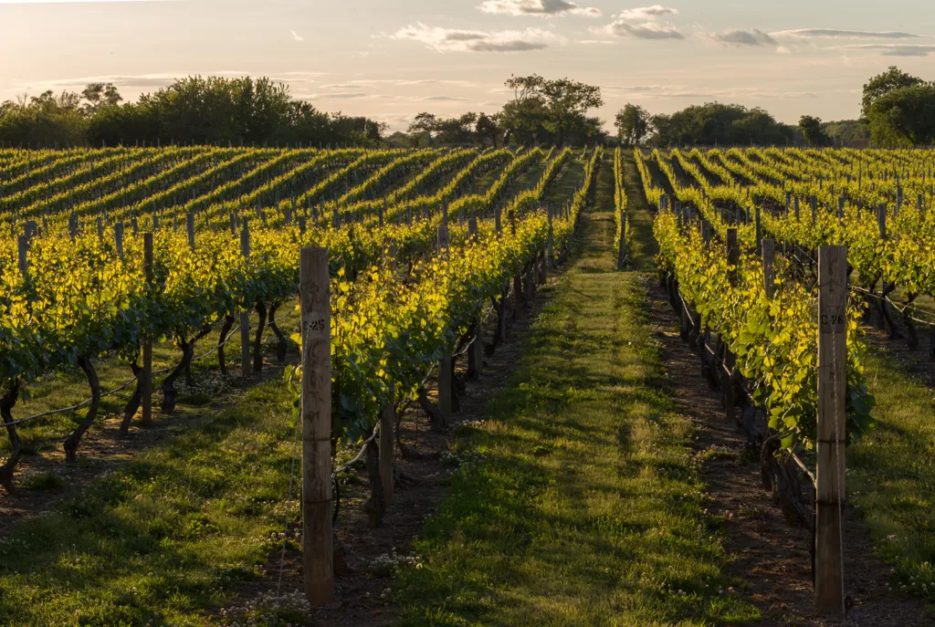 Beautiful landscape of Veneto wine region