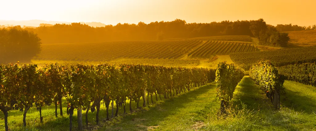 Beautiful landscape of Niederosterreich wine region