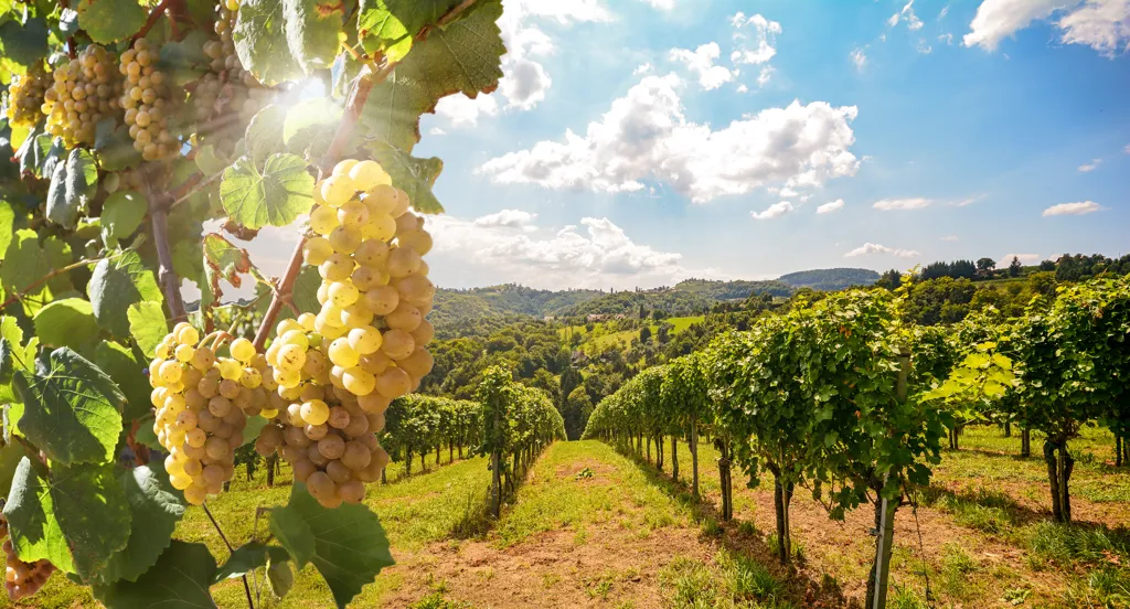 Beautiful landscape of Campania wine region