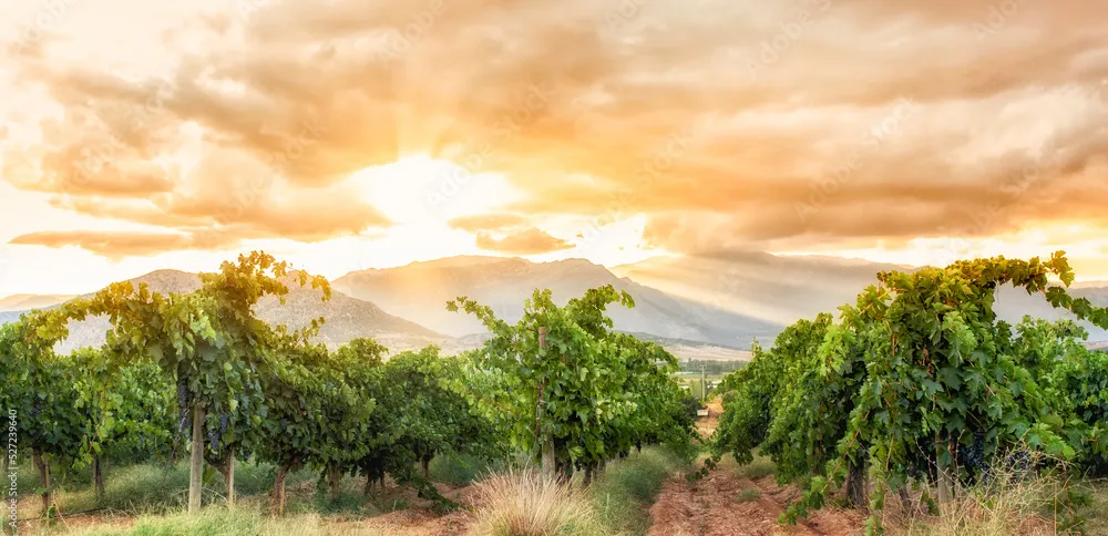 Beautiful landscape of Western Cape wine region