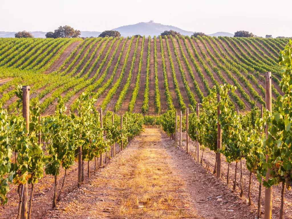 Beautiful landscape of Alentejo wine region