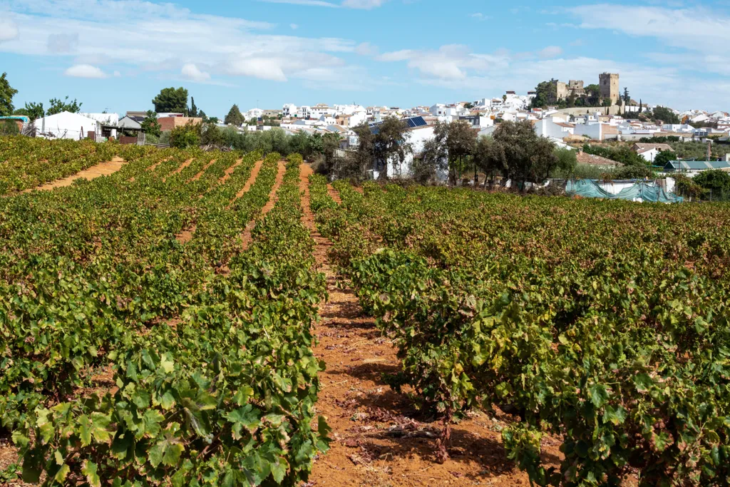 Beautiful landscape of Andalucia wine region