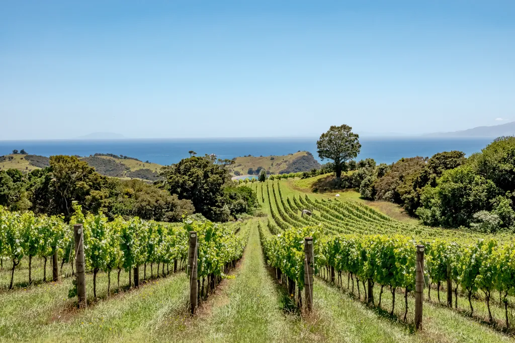 Beautiful landscape of Auckland wine region