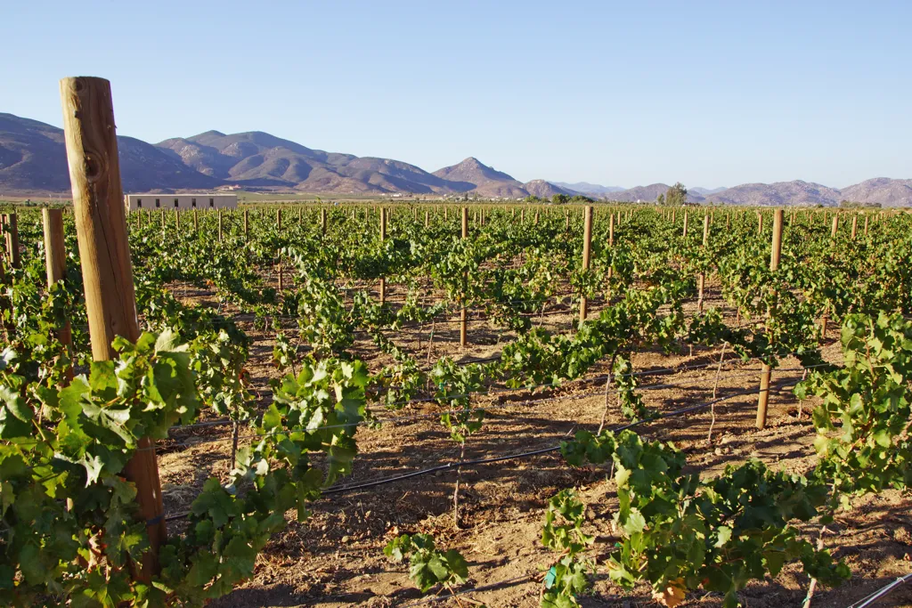 Beautiful landscape of Baja California wine region