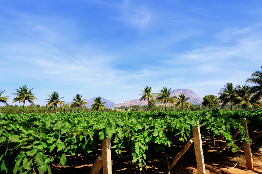 Beautiful landscape of Bangalore wine region