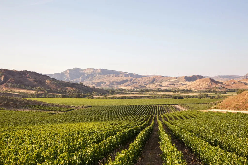 Beautiful landscape of Calabria wine region