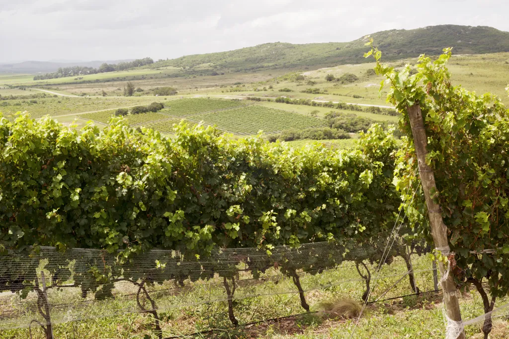 Beautiful landscape of Canelones wine region