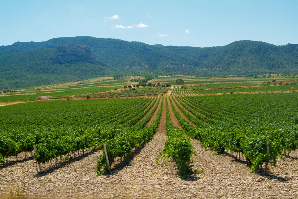 Beautiful landscape of Castilla-la Mancha wine region