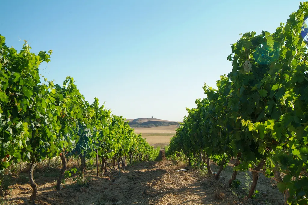 Beautiful landscape of Castilla y León wine region