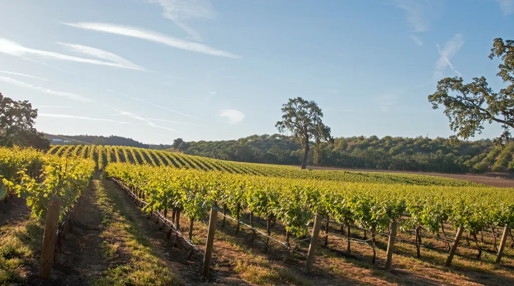 Beautiful landscape of Central Valley California wine region