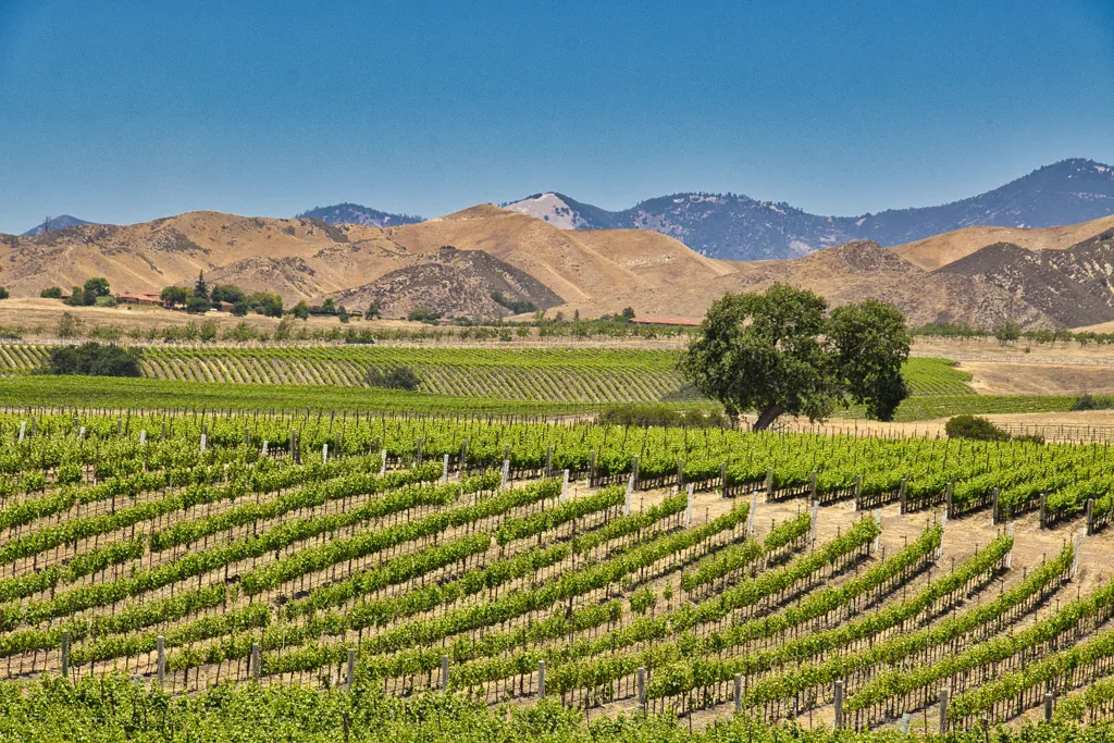 Beautiful landscape of Central Valley wine region