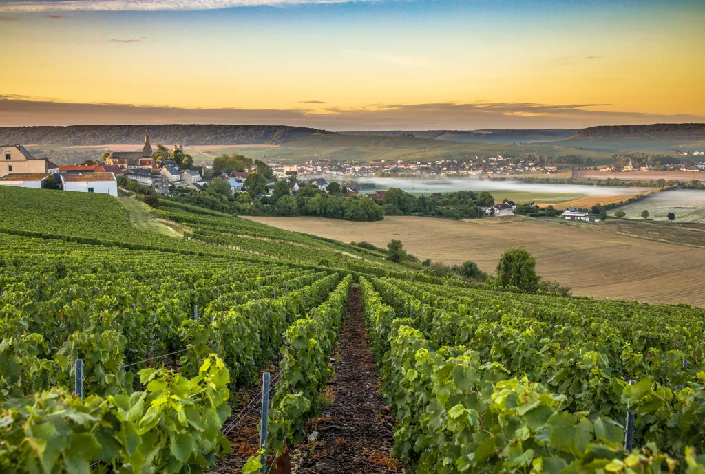 Beautiful landscape of Champagne wine region