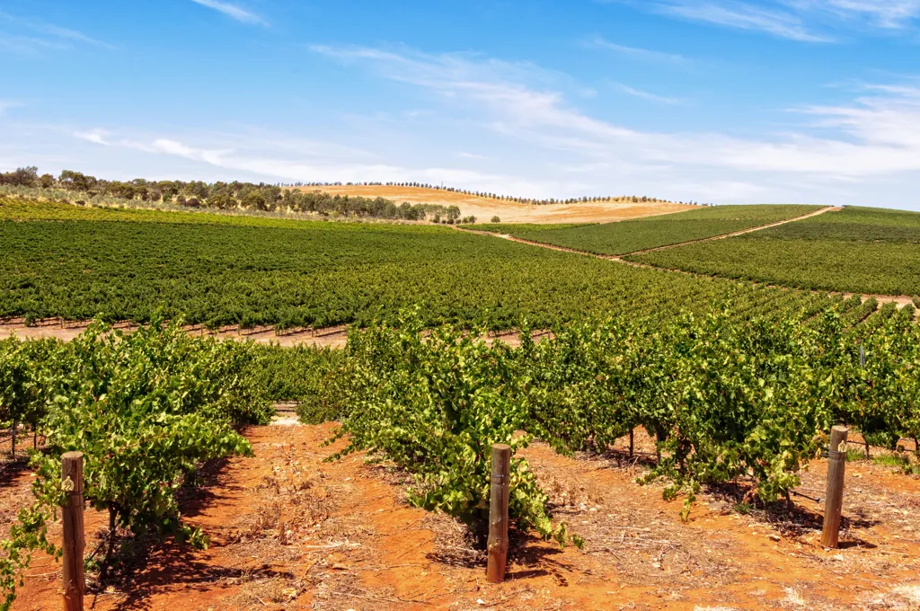 Beautiful landscape of Clare Valley wine region