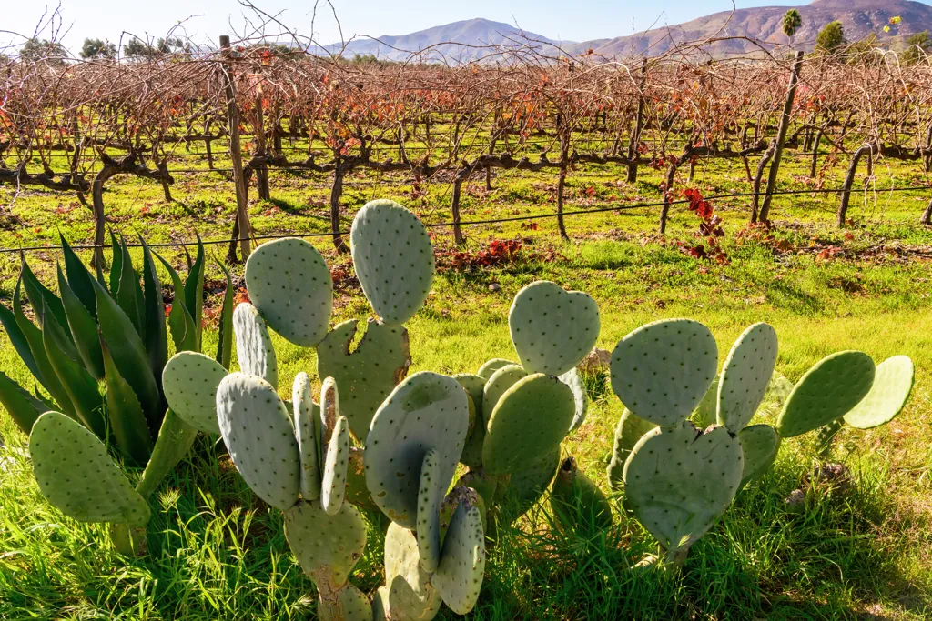 Beautiful landscape of Coahuila wine region