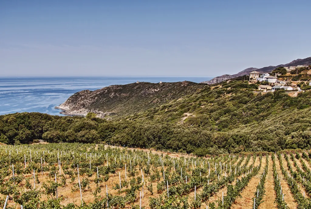 Beautiful landscape of Corsica wine region