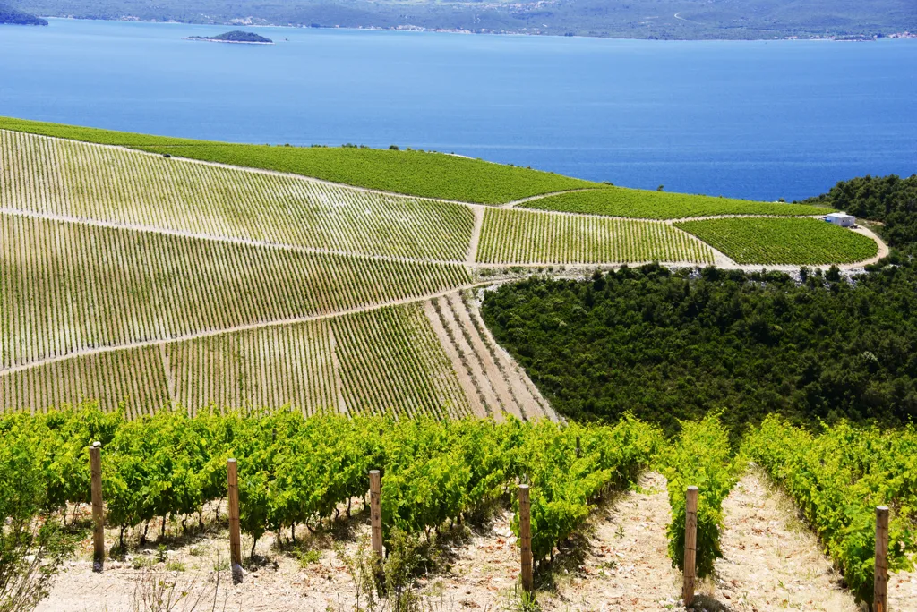 Beautiful landscape of Dalmatia wine region