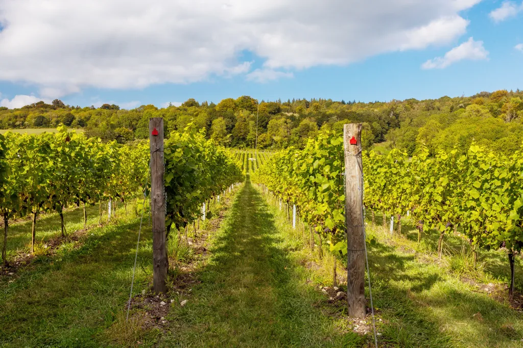 Beautiful landscape of England wine region