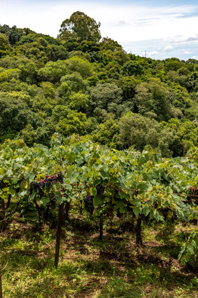 Espirito Santo do Pinhal