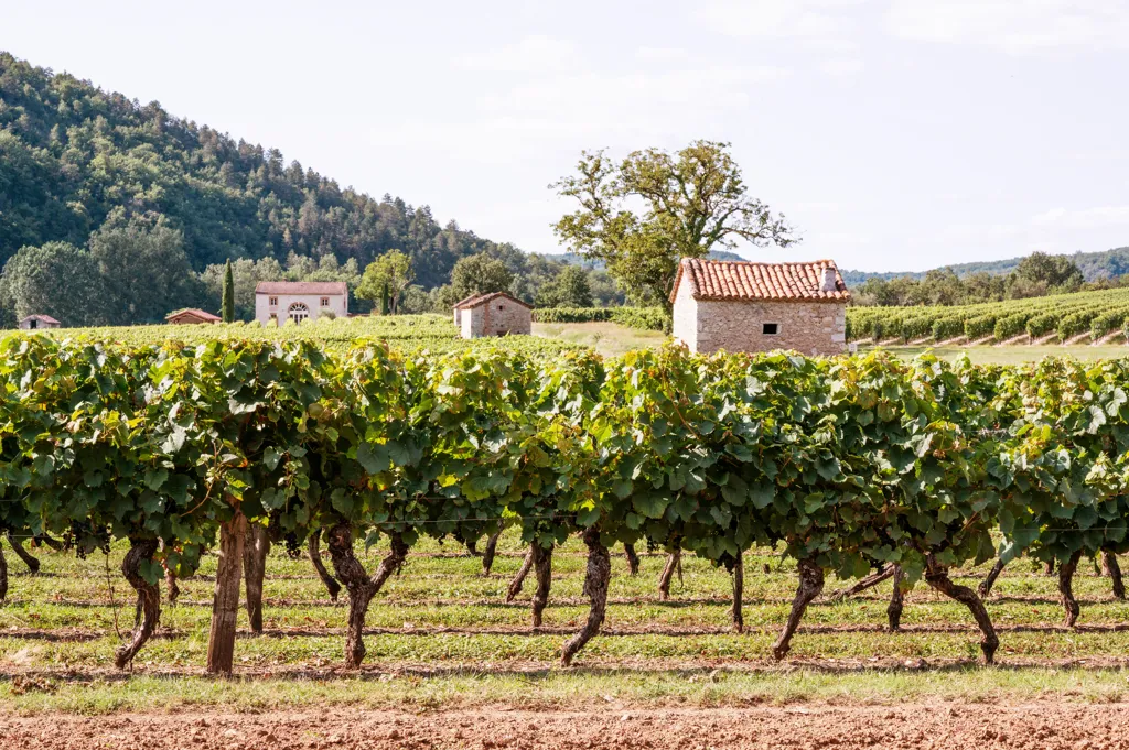 Beautiful landscape of France wine region