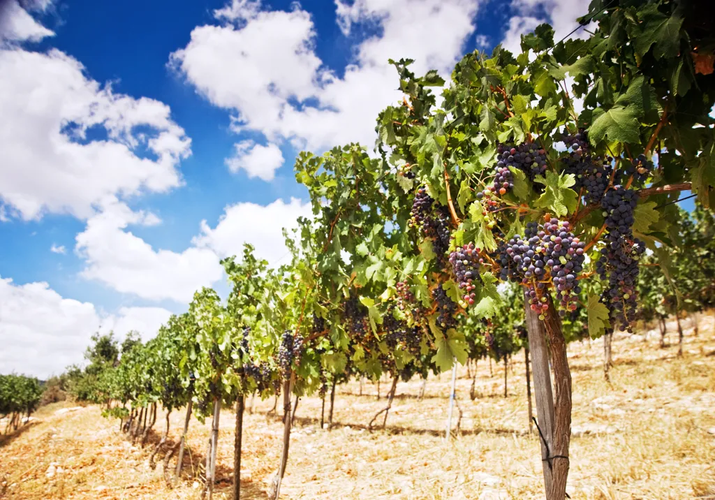 Beautiful landscape of Galilee wine region