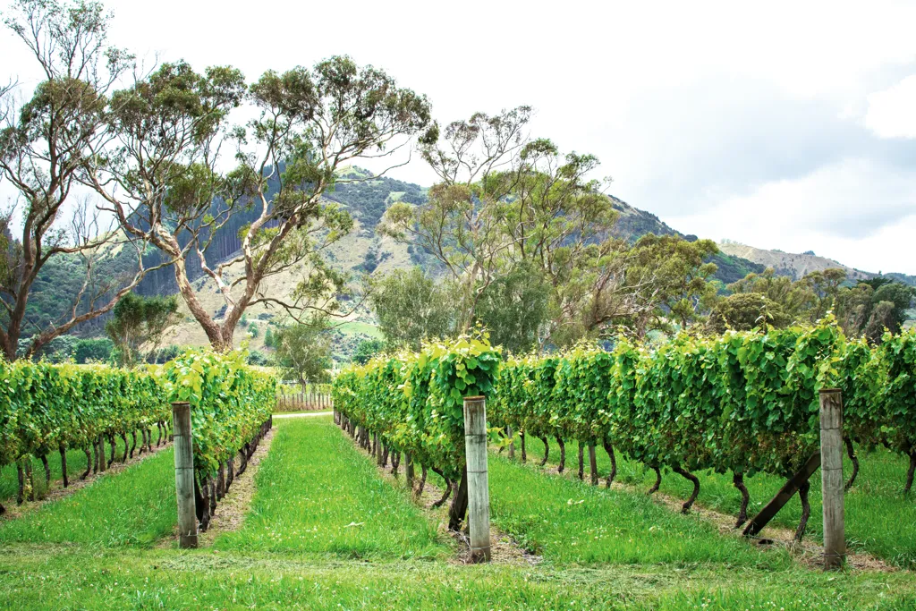 Beautiful landscape of Gisborne wine region